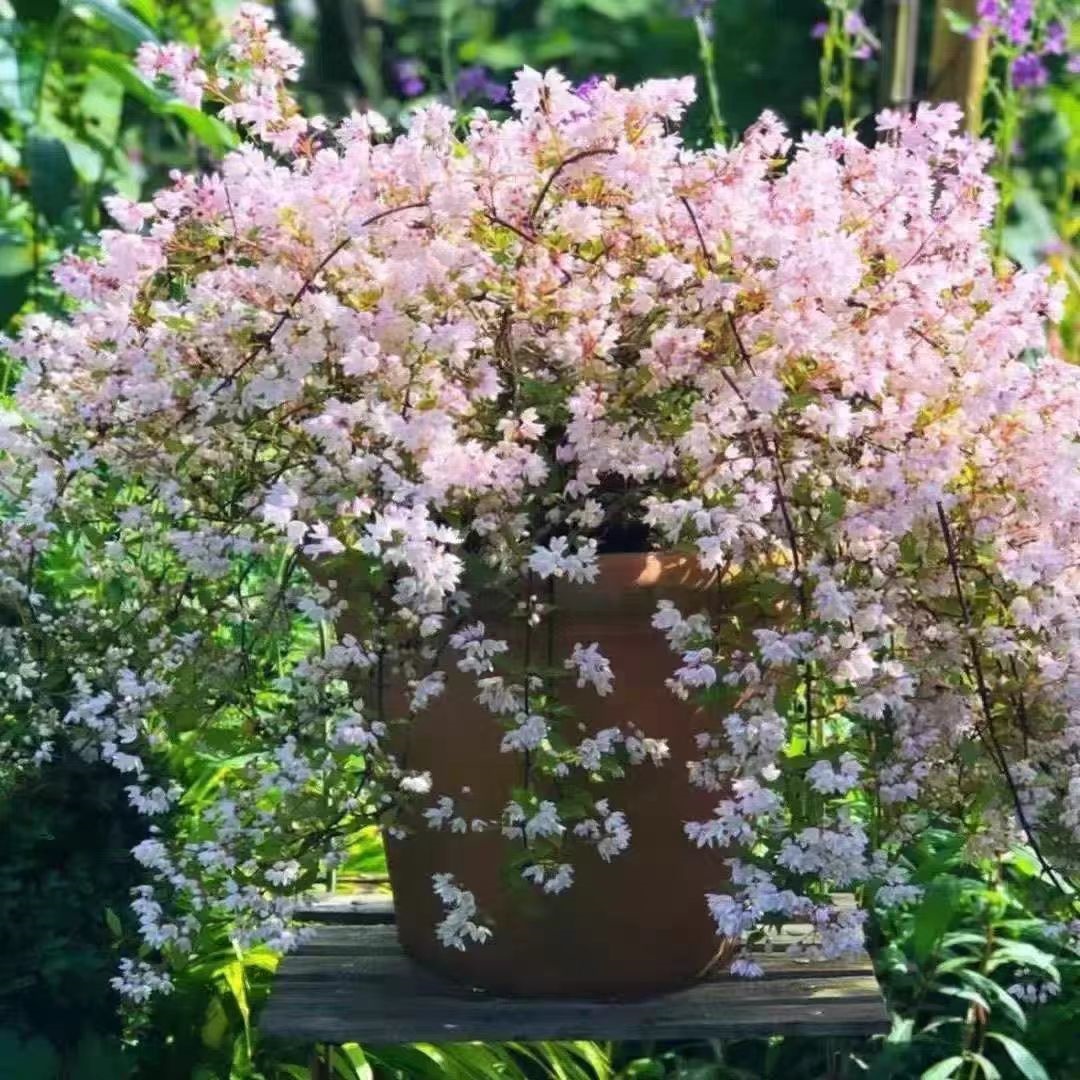 【雪樱花】溲疏花重瓣粉铃铛园阳台花卉盆栽庭院耐寒好养