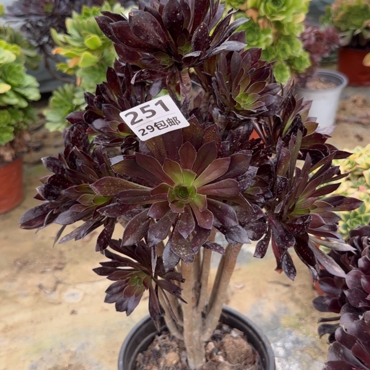 黑法师……多肉植物……