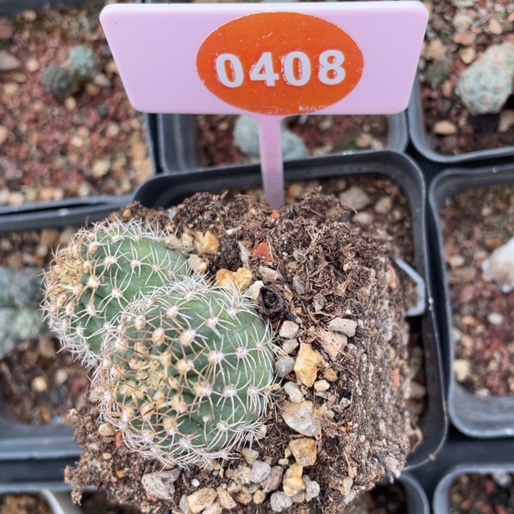 西***剧实生仙人球04080408