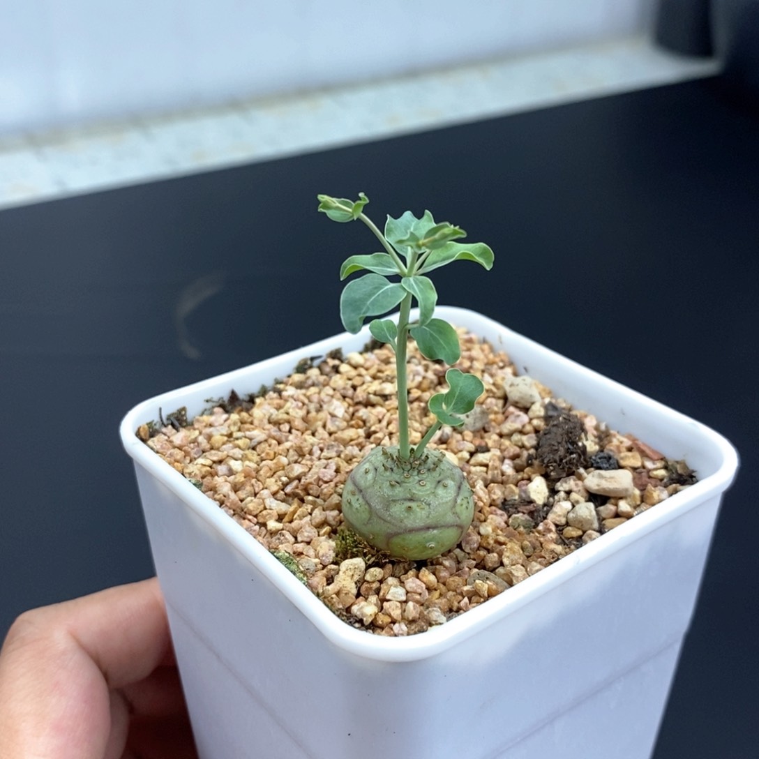 羊玉大戟多肉植物