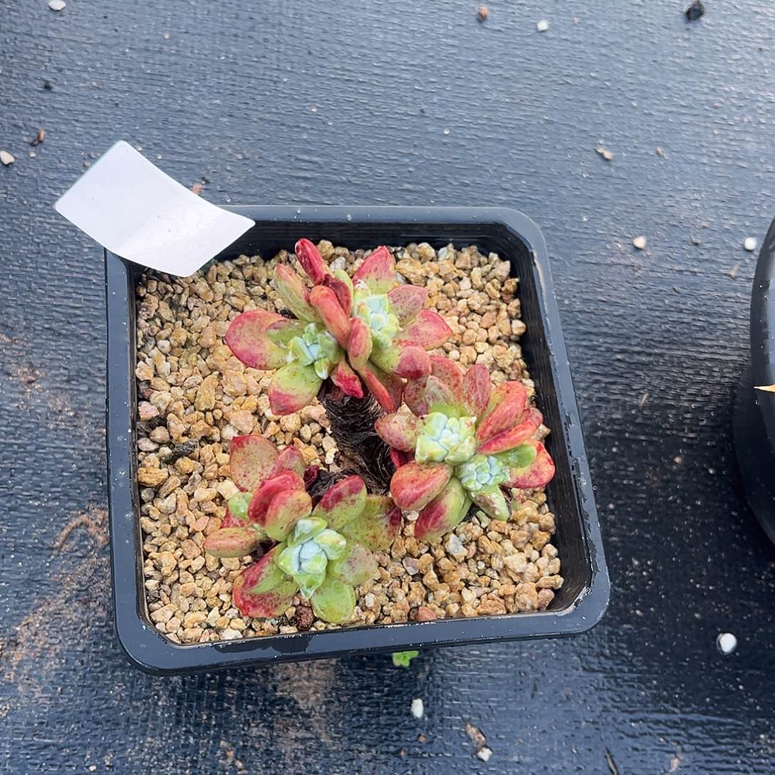 小鹿多肉一物一拍