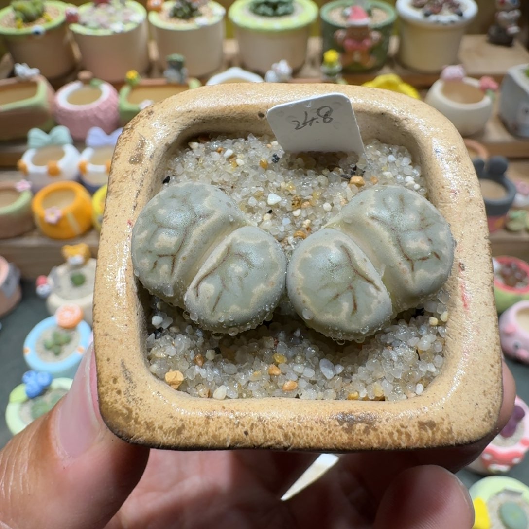 蘑菇1041水墨菊多肉植物