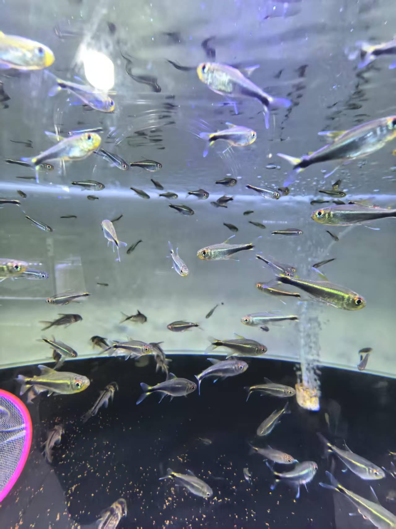 众鑫水族【野生】哥伦比亚梅塔 绿线