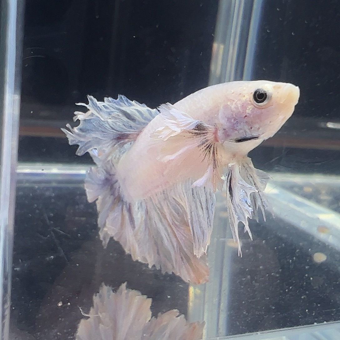 斗鱼编号8直播链接