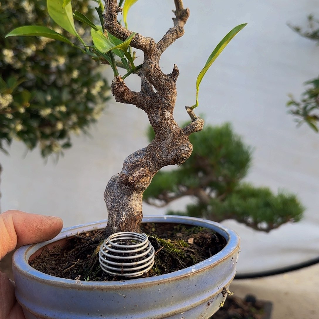 完全开放橘子盆景盆栽植物
