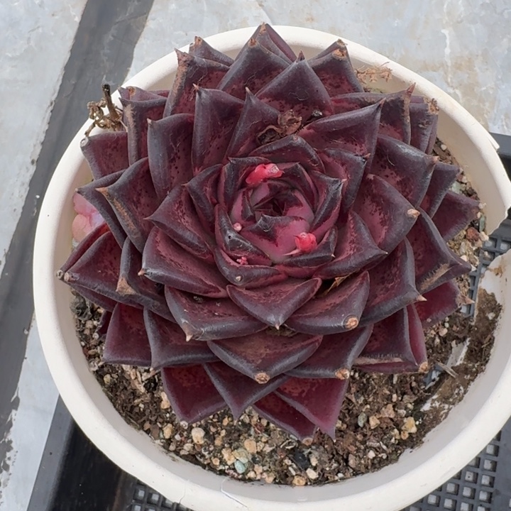 血罗 单头  一物一拍