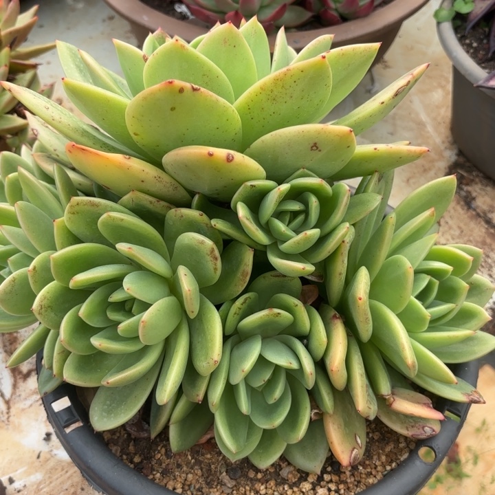 二代狮子王。   58