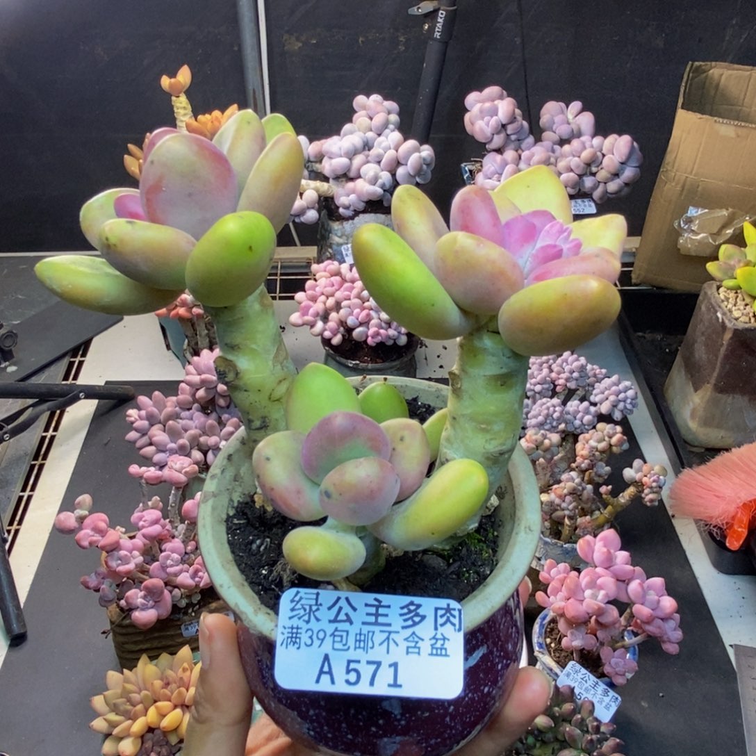 571芒果奶多肉8cm