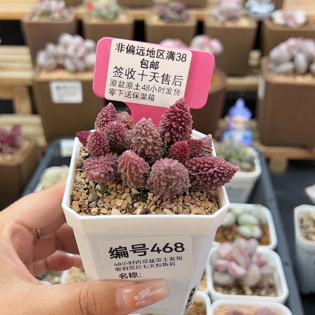 468朱紫玉25多肉植物
