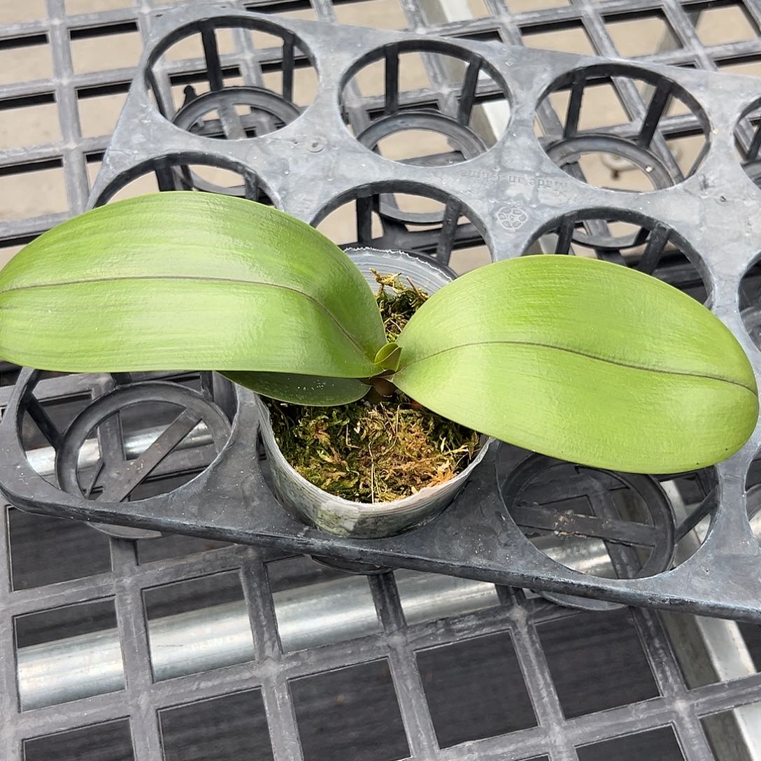 用***7当前无花栽培后可以开花