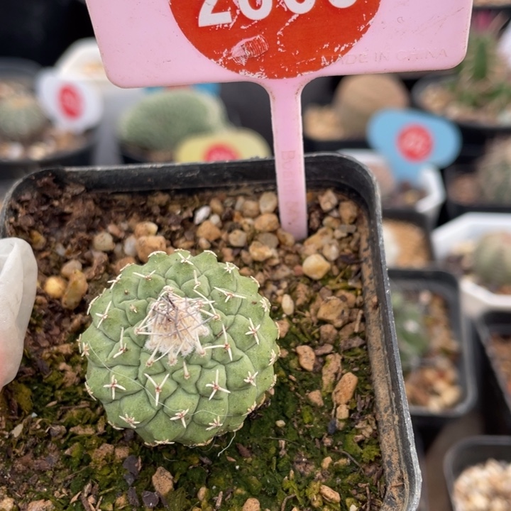 实生菊水28650000000000