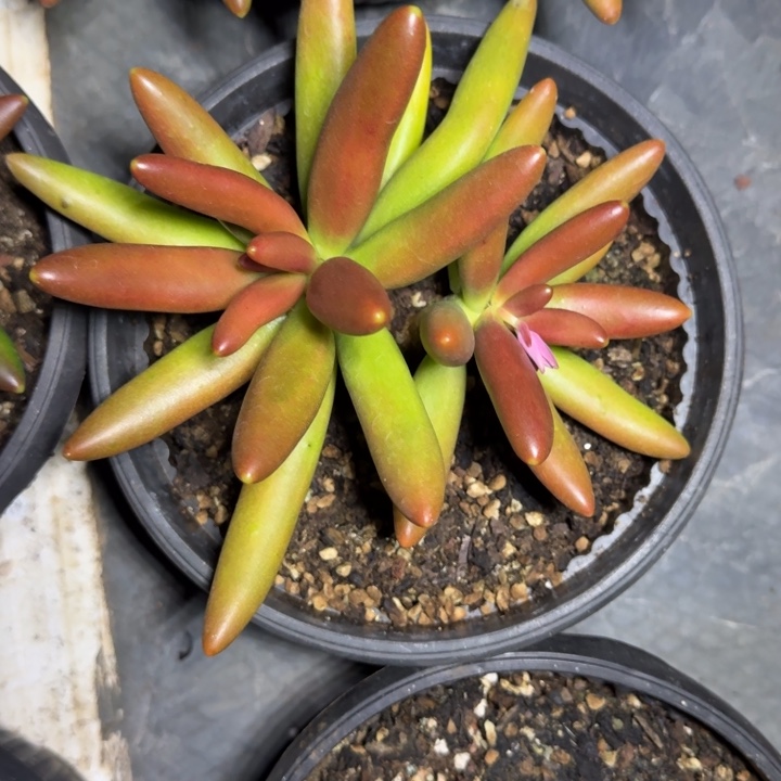 椰子树 双头 一物一拍