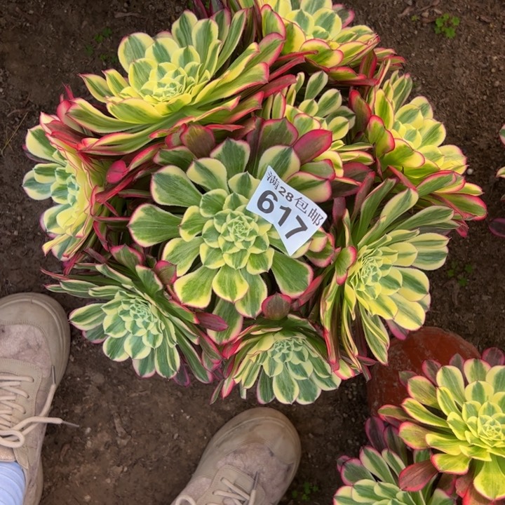 617天和多肉植物