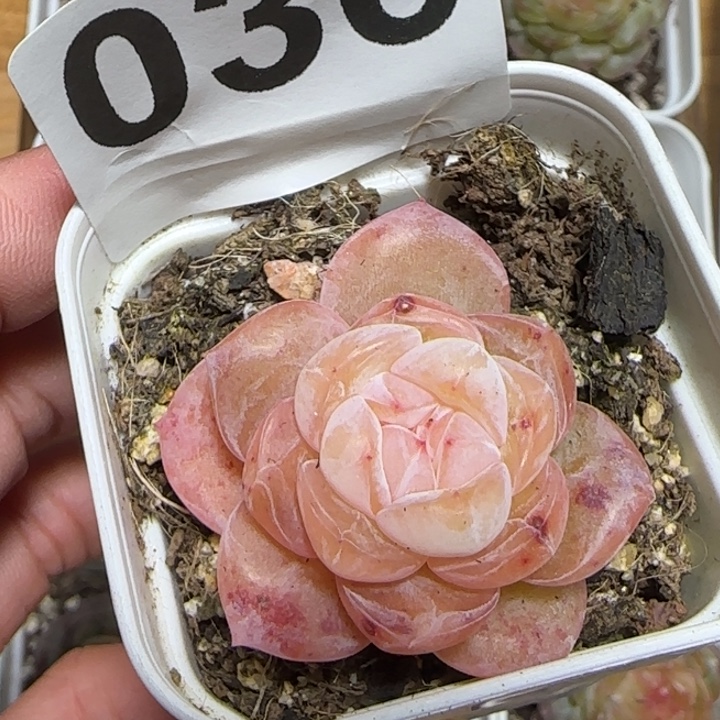 36 王者多肉植物一颗