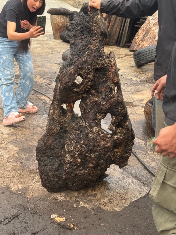 民间使用风化木漂流木