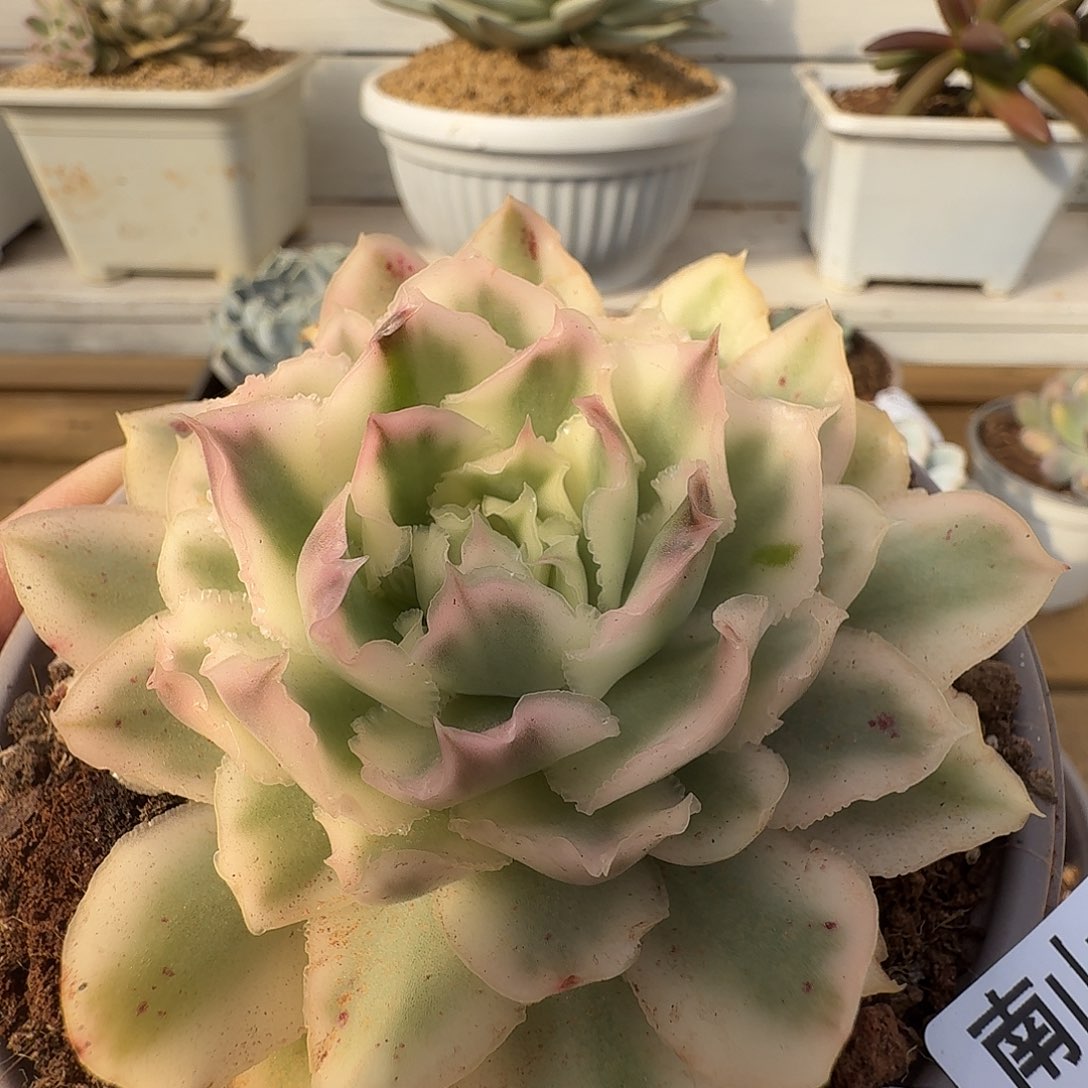 紫蝴蝶锦111102-149