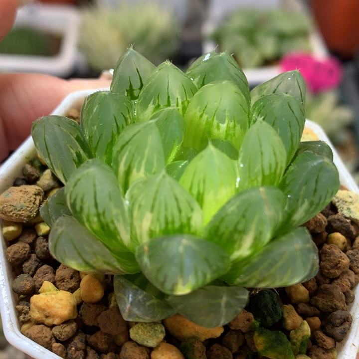 龙鳞玉露锦带盆土锦玉露锦大古佛土