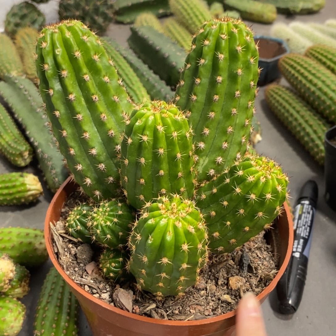 群生新品光阴毛花柱一物一拍133