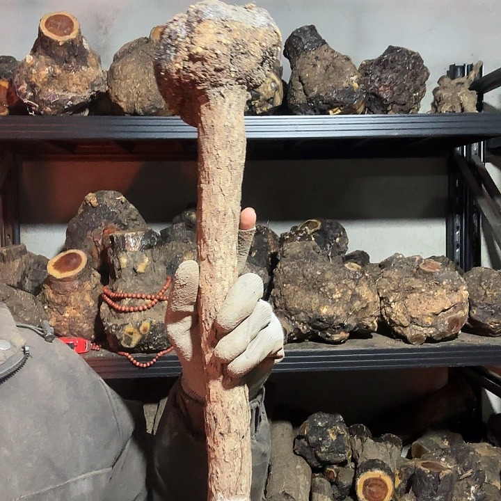 玉***斋香榧木火琉璃的故事是一个人