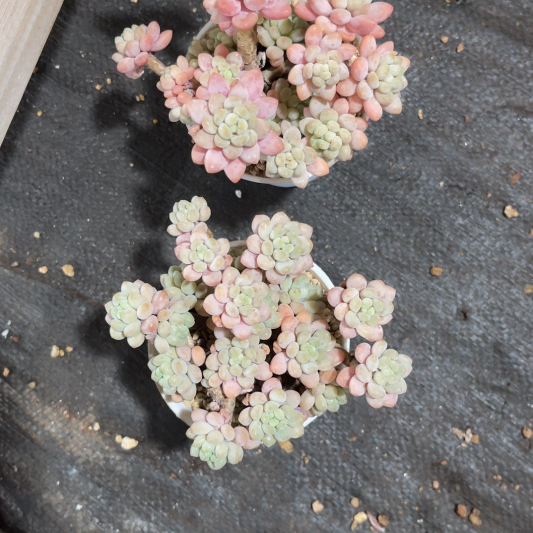 i***i云尘多肉一物一拍1586