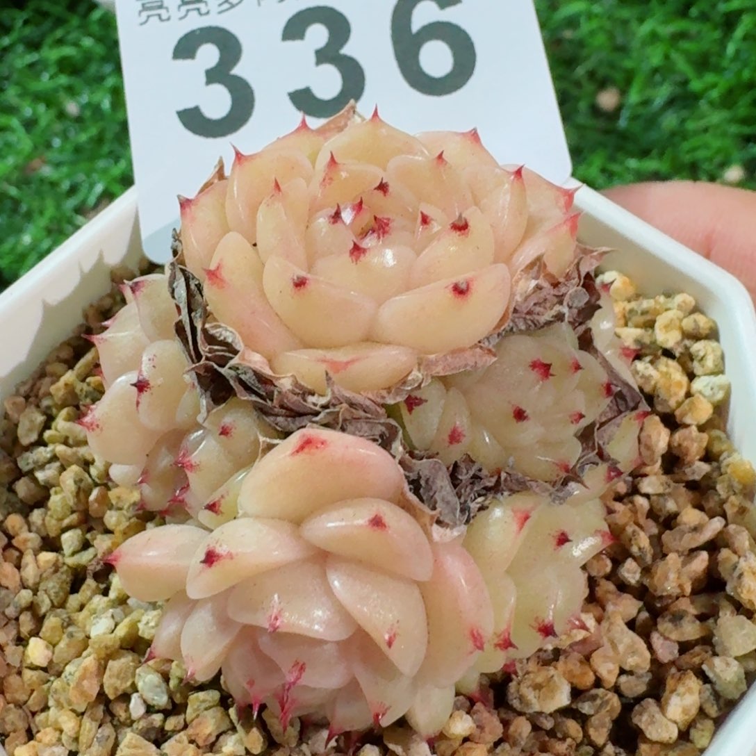 麦秆群生         精品多肉