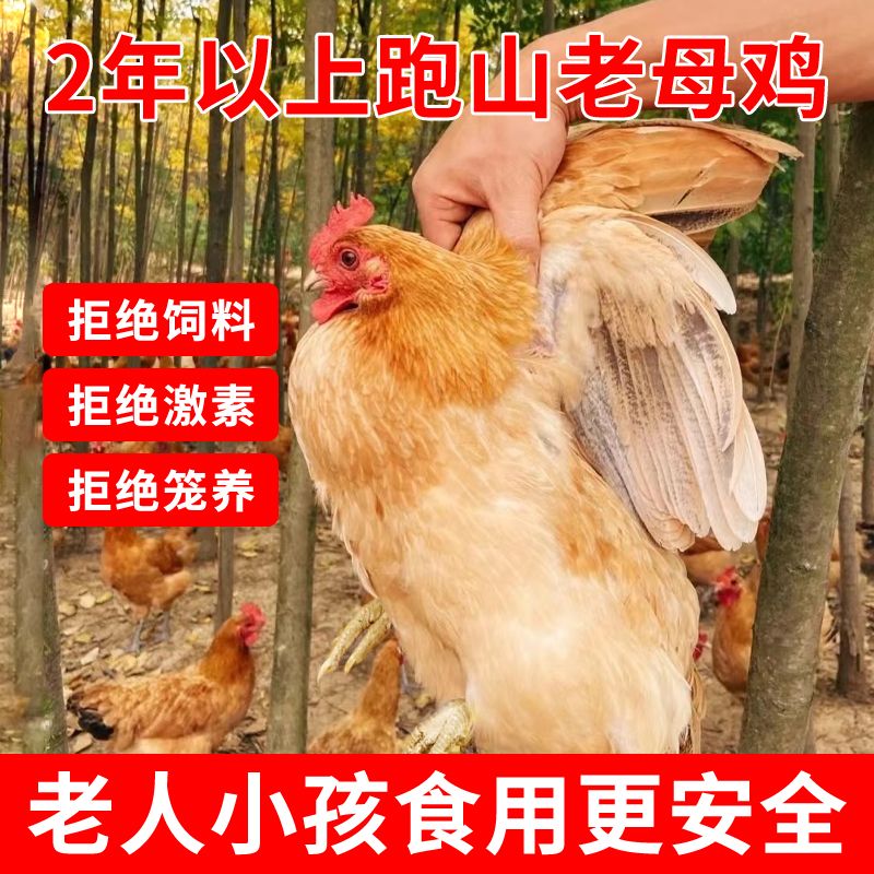 【2年老母鸡】买一只发4只农家放养土母鸡土鸡新鲜宰杀