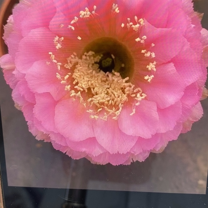 彩草新19号侧芽3公分左右