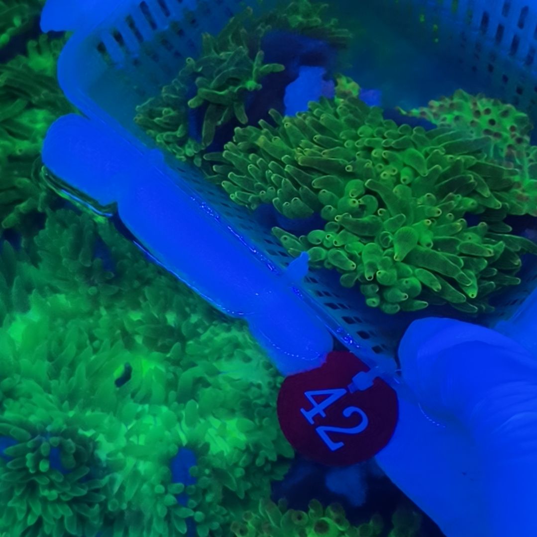 晓***静海水鱼奶嘴海葵42号