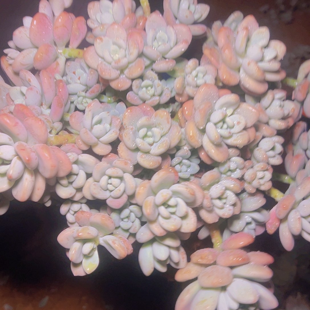 香水洛神一棵发货