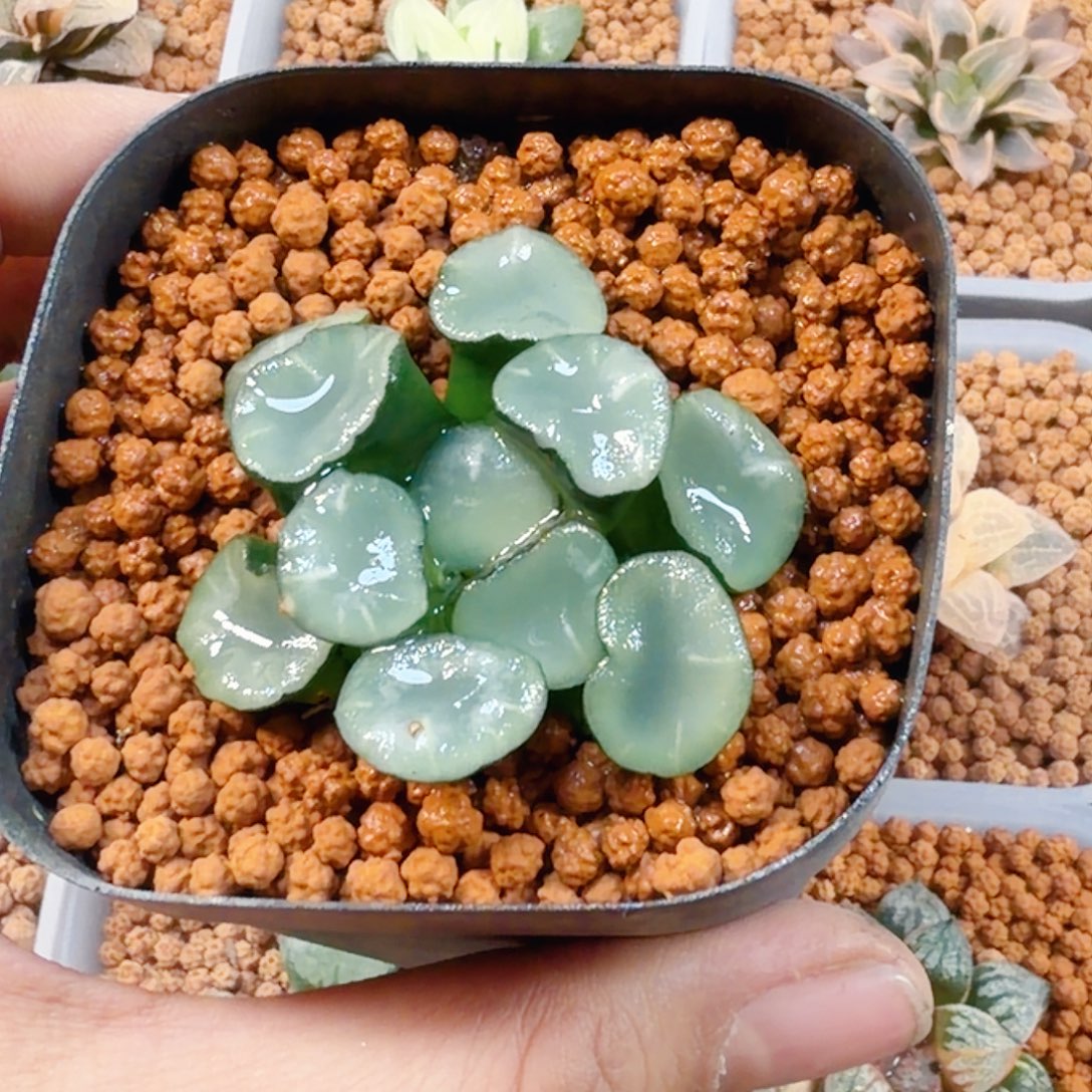 无花朵十二卷空门万象