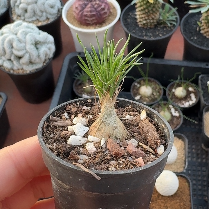 迷你海葱仙人球123