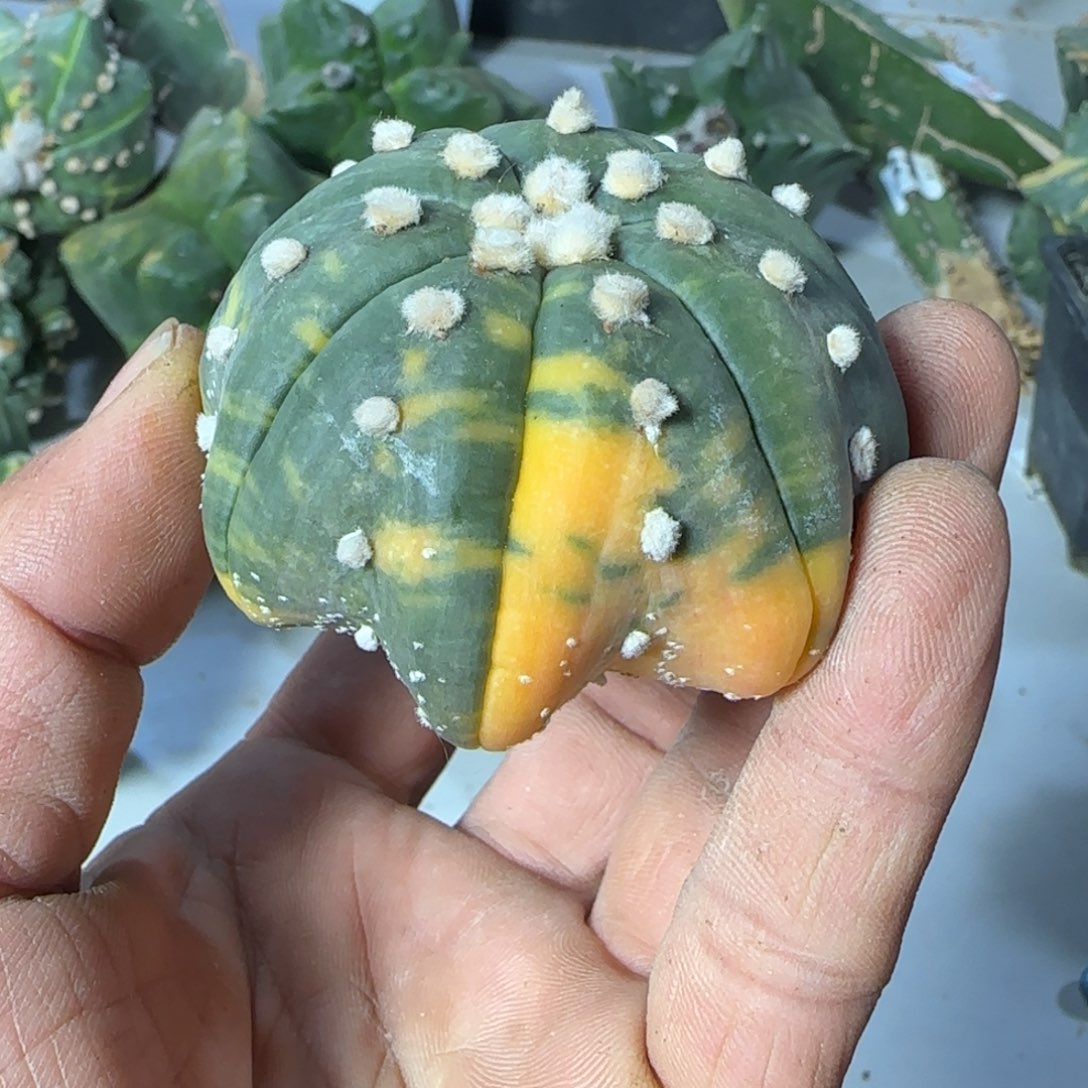 【闪购商品】八爪鱼锦060