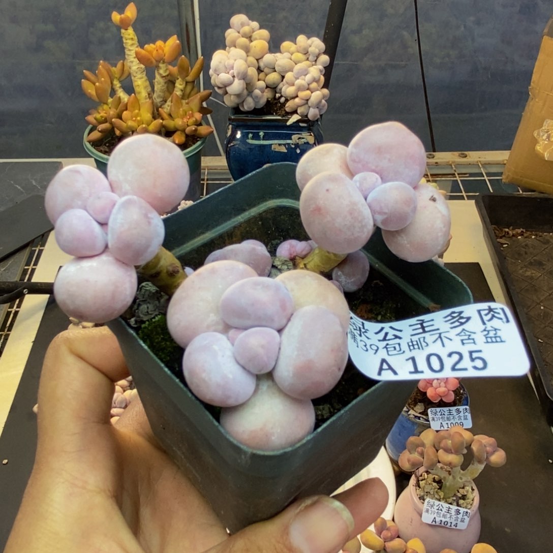 025芭比奶多肉7c m