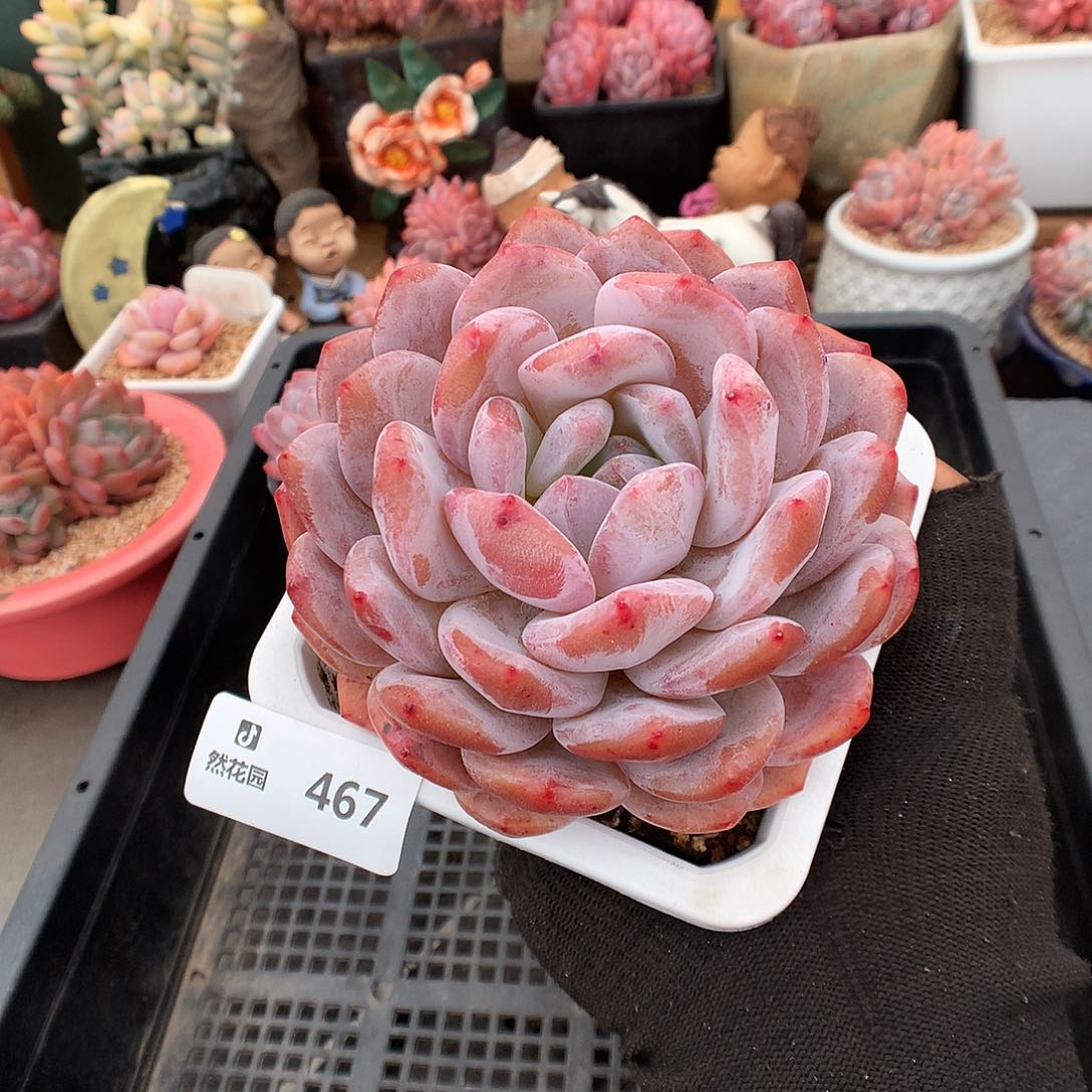 467蒙克多多肉植物666