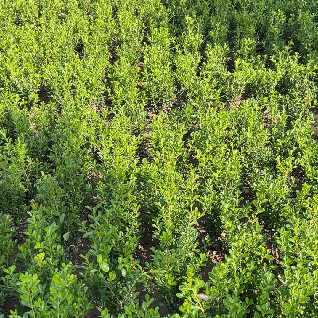 小叶黄杨苗瓜子黄杨球苗庭院篱笆植物工程绿化必备冬青苗