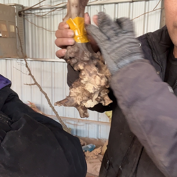 香榧木我是真的不知道