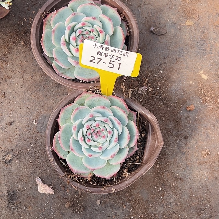 老***园多肉植物组合盆栽27-50-51