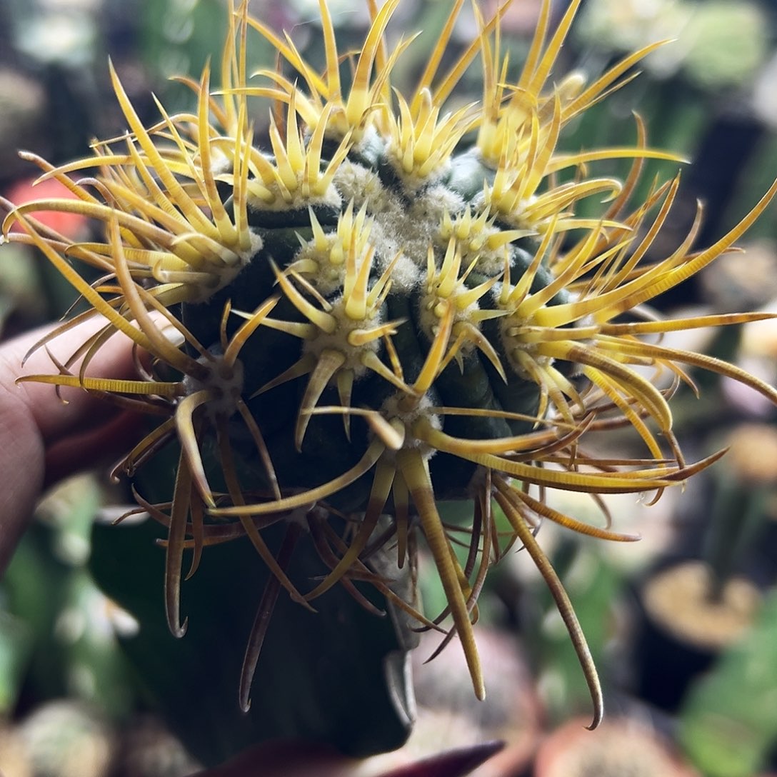 金冠龙仙人球22222222