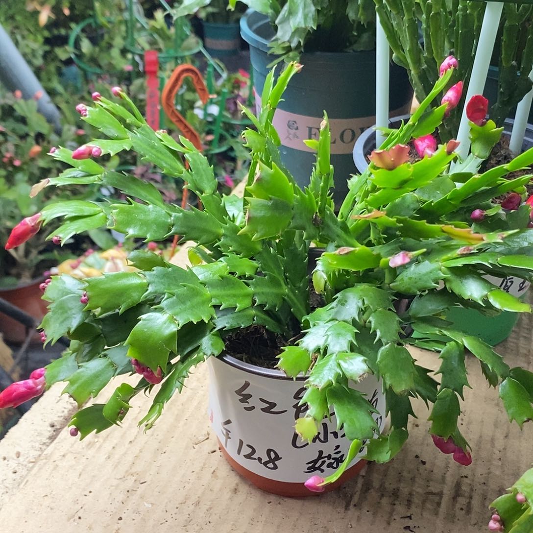 无花朵红色嫁接用小盆苗福利