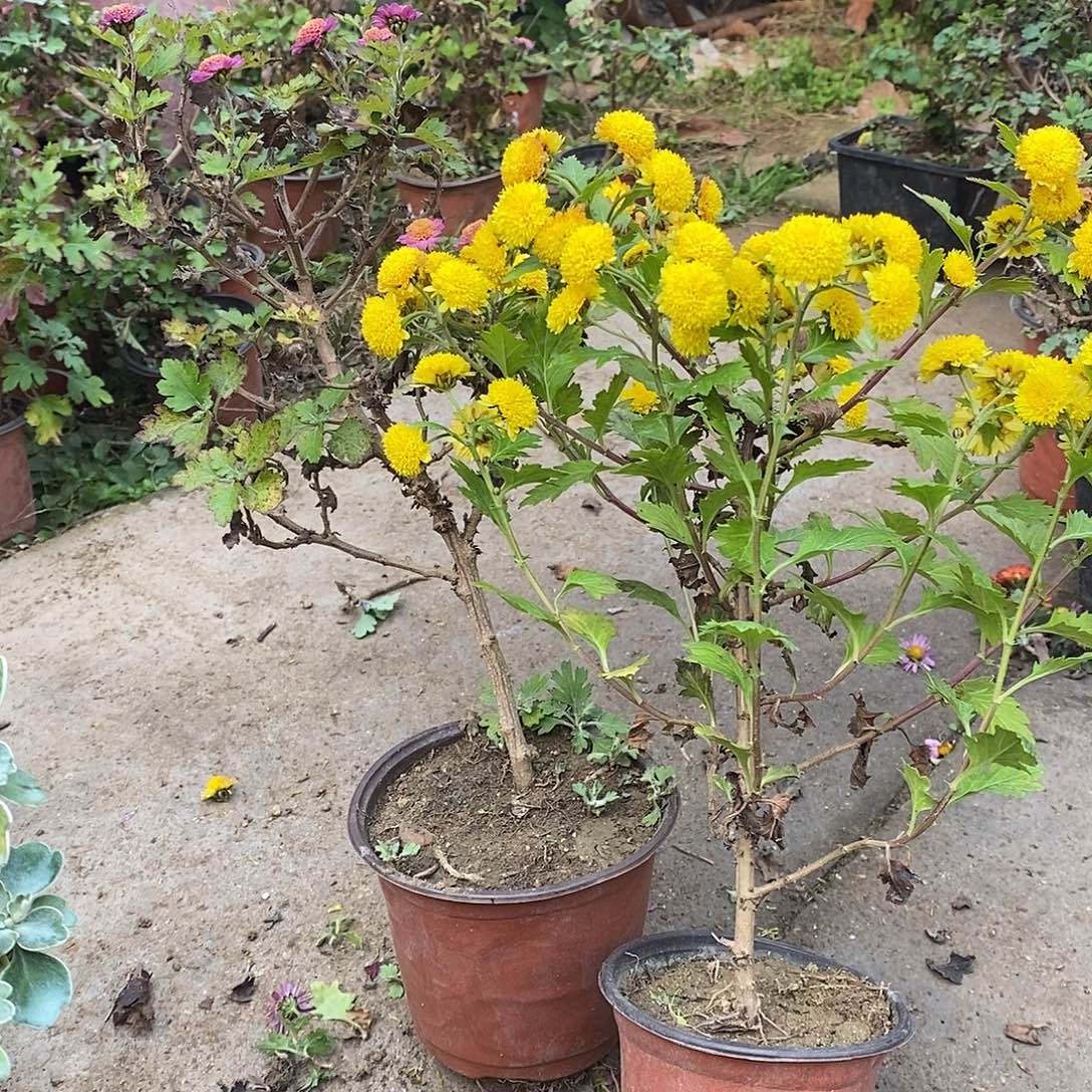 树***完全开放菊花菊花