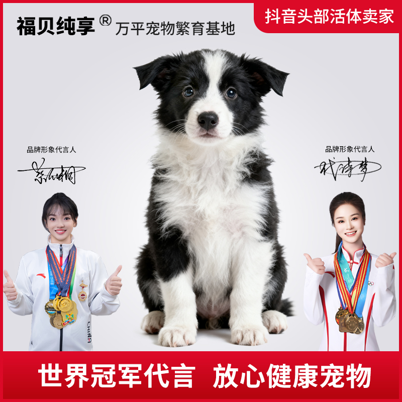 【叶子甄选边牧】边牧犬幼犬活体宠物狗狗纯种