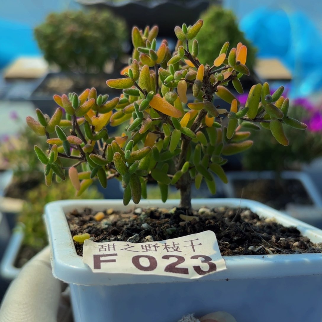 彩虹卷锦023。       