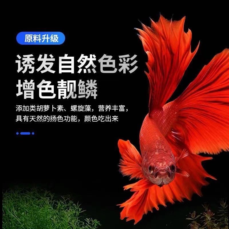 泰国混合综合鱼粮泰国斗鱼养殖场高蛋白斗鱼观赏鱼