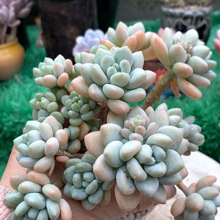 奶酪蛋糕整无砍多肉