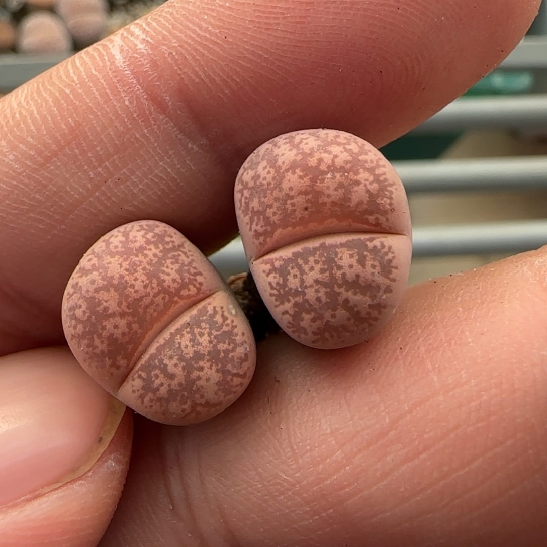 12.4爱萌多肉清货。一箭之遥。2008