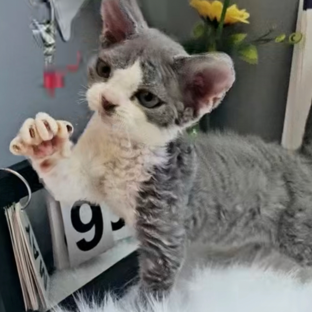 蓝白开德文弟弟德文卷毛猫活体猫幼崽