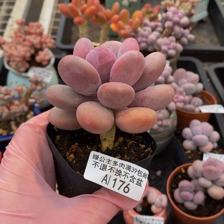 蛋黄奶单头176多肉植物