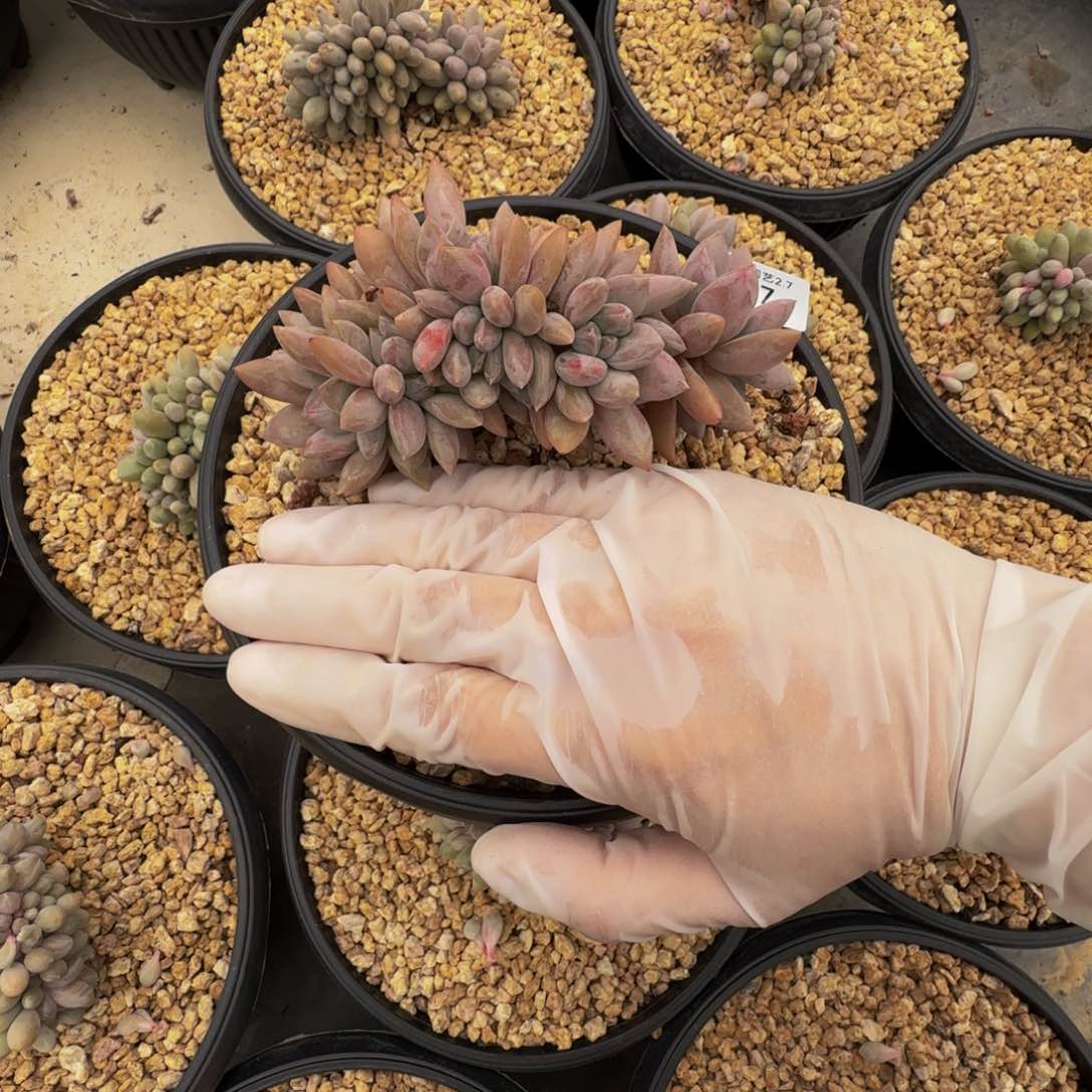 a a a a a a a a a 37