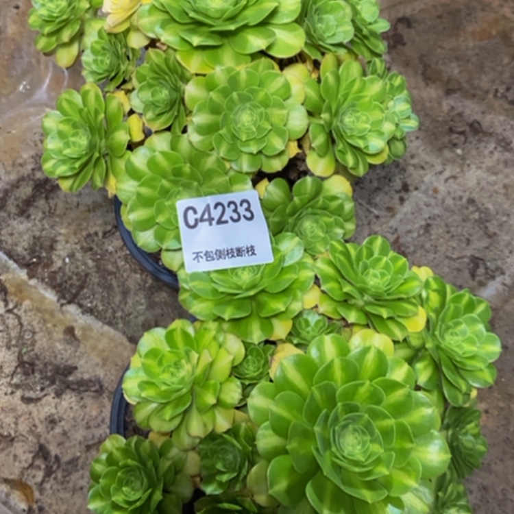 【闪购商品】4233翡翠琉璃多肉2棵