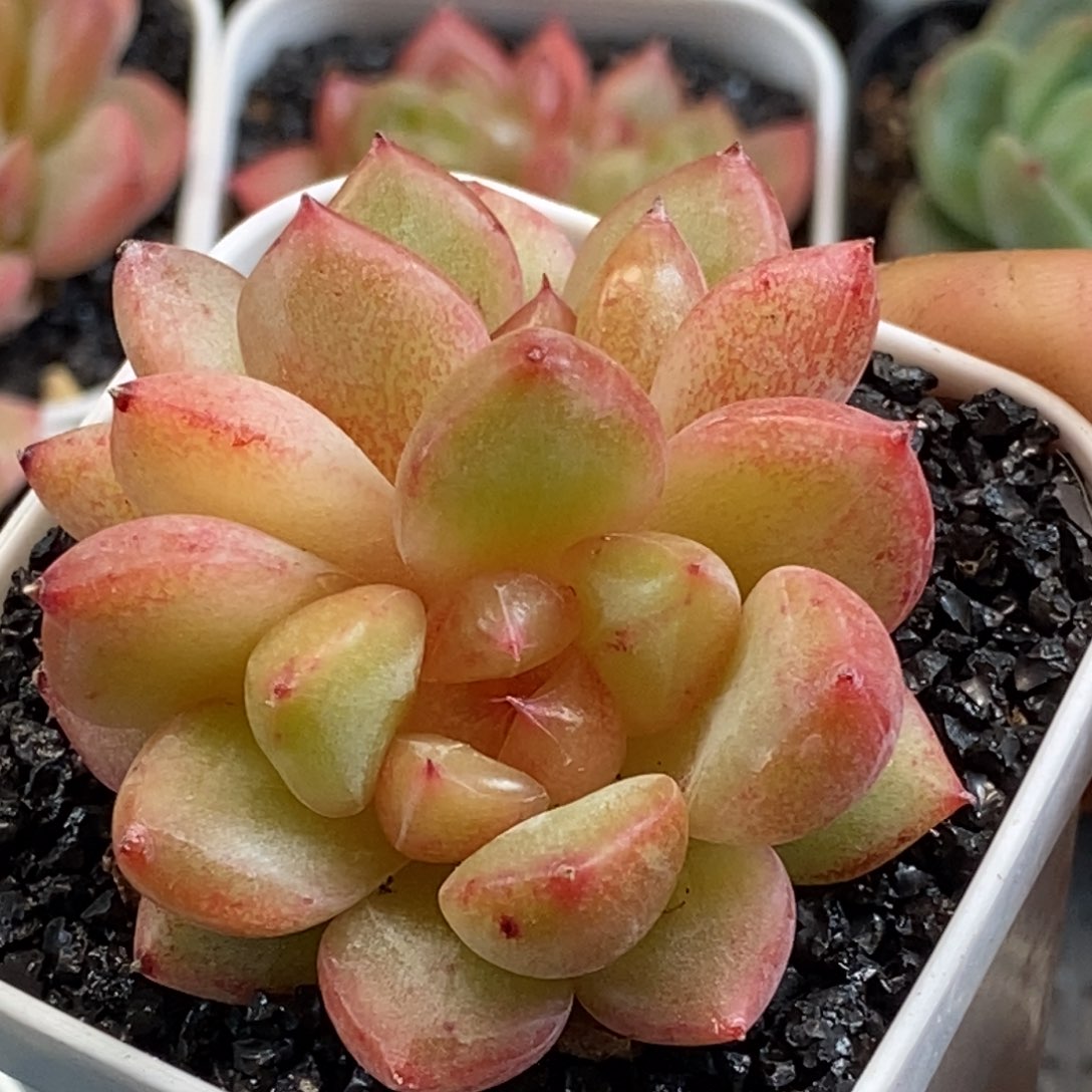 天官赐福百无禁忌